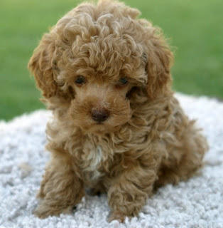Poodle Puppy Picture