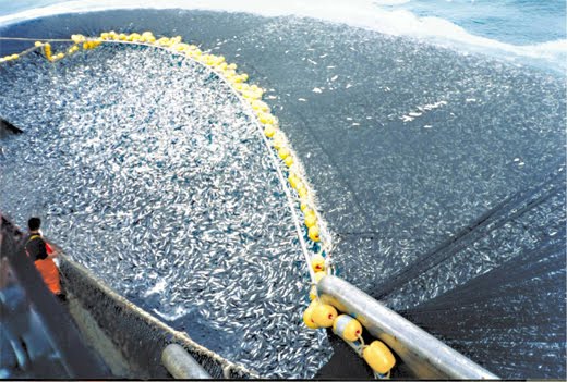 http://1.bp.blogspot.com/-sZagF6_ZSOI/T0ziYX5Q25I/AAAAAAAAAQI/FffjFr2ET24/s1600/overfishing.jpg