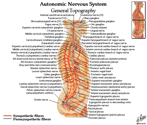 dentalaka: Spine and Vertebre Diagrams free Download detailed skeleton diagram 
