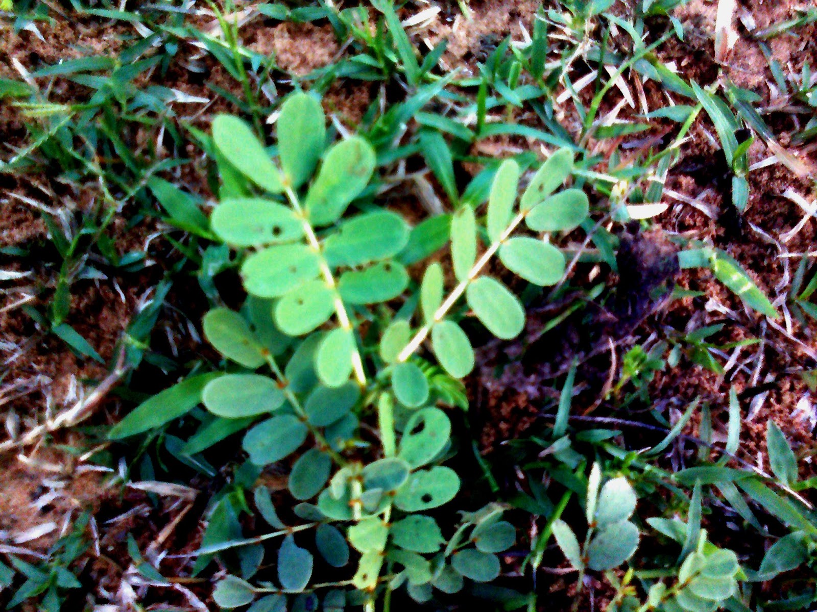 cuddalore ceo nila avarai நிலஆவாரை மூலிகை