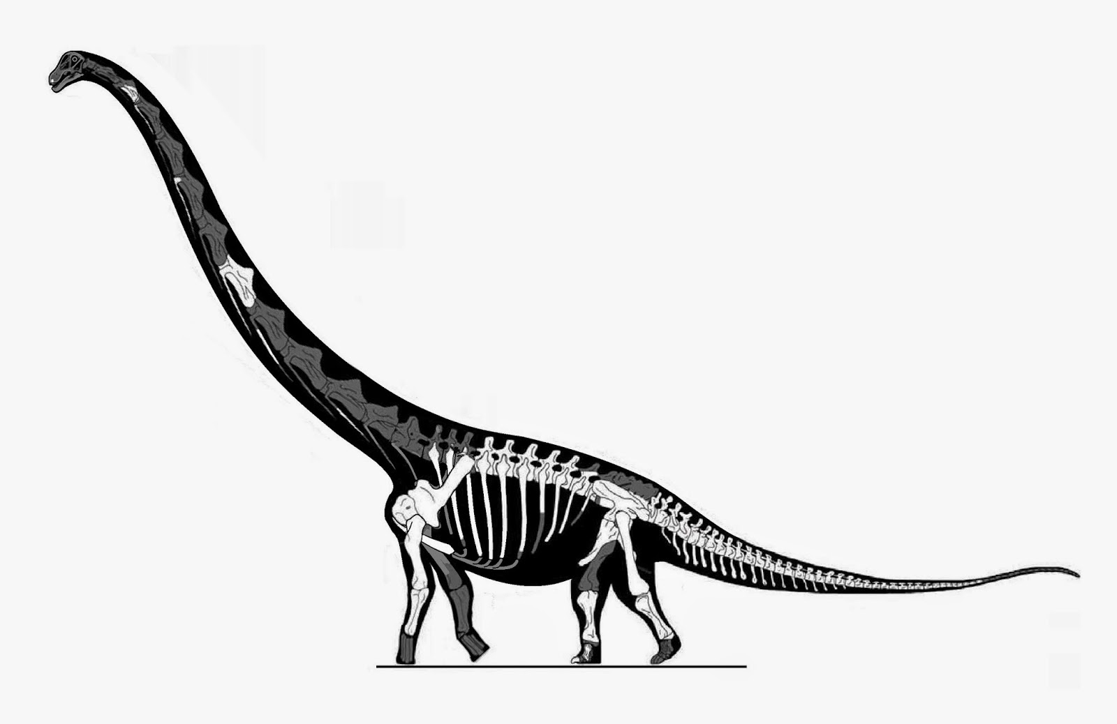 Dreadnoughtus%2Bskeletal%2Bcorrected.jpg