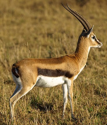 and southern Kenya. kenya animals list. and southern Kenya.