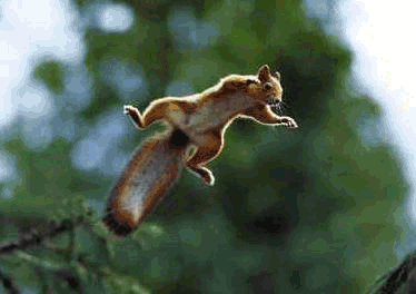 Squirrels Being Attacked