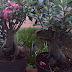 Budidaya Adenium