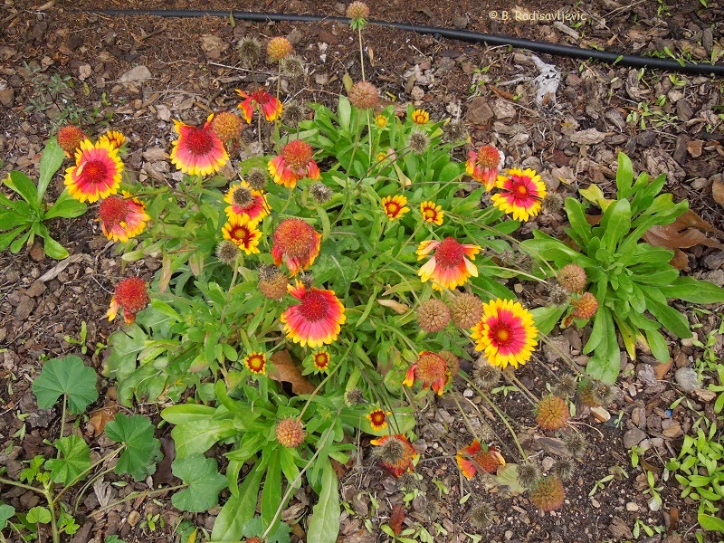 Barb's Garden Observations What Blooms in December in Paso Robles?