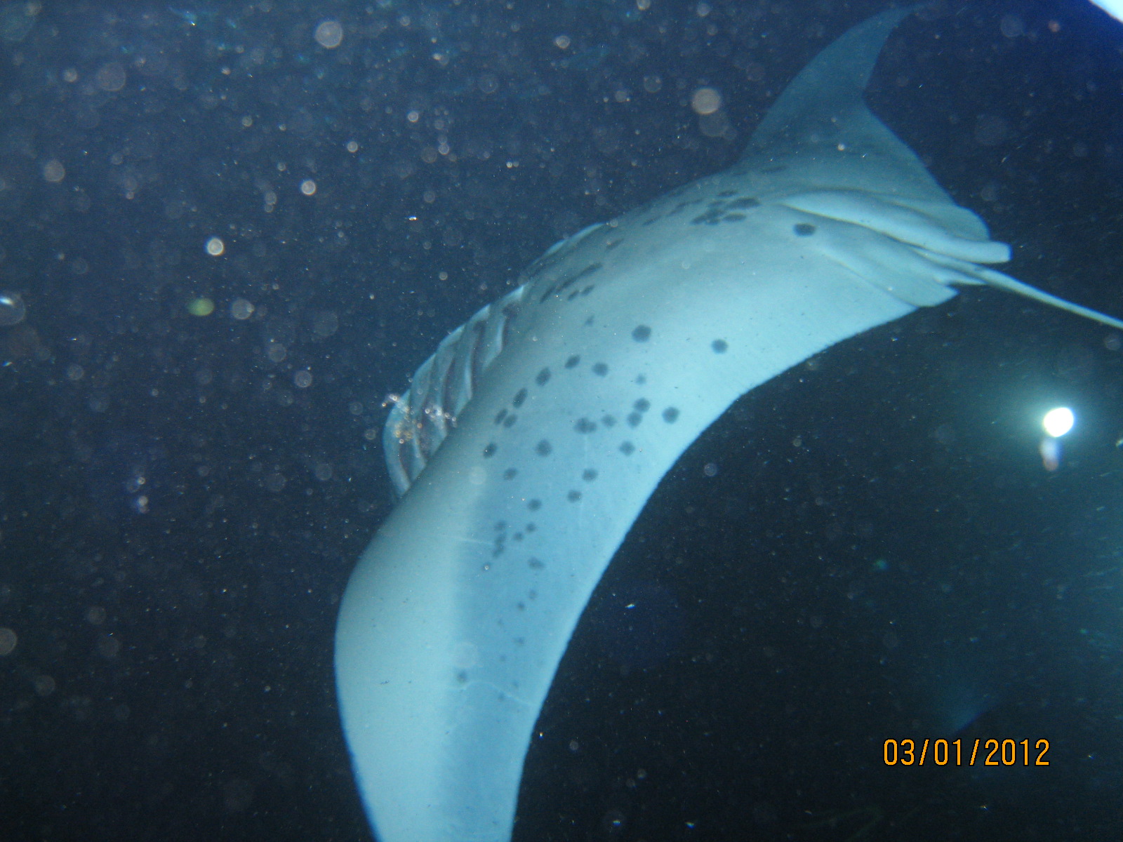 Kona Ocean Adventures: Night dive Night Swim with Manta Ray in Kona Hawaii