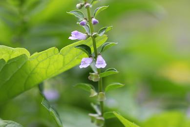 Le Blog De Michele Petales Et Couleurs