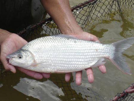 Prochilodus Argenteus