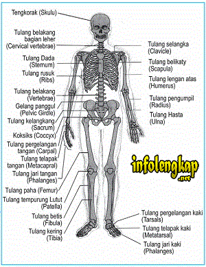 Persendian – macam, jenis, nama sendi pada tubuh manusia