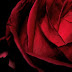 the dagger of my heart