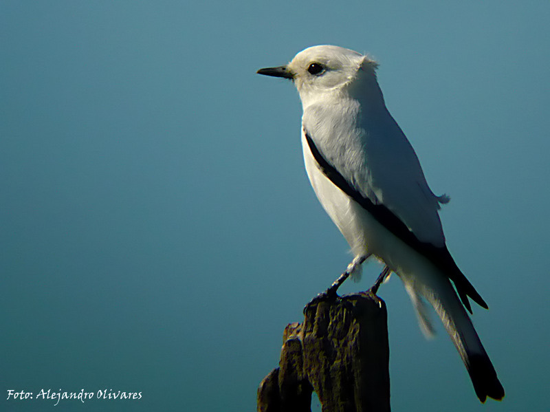 Paa 'jarito Palomita de la Virgen