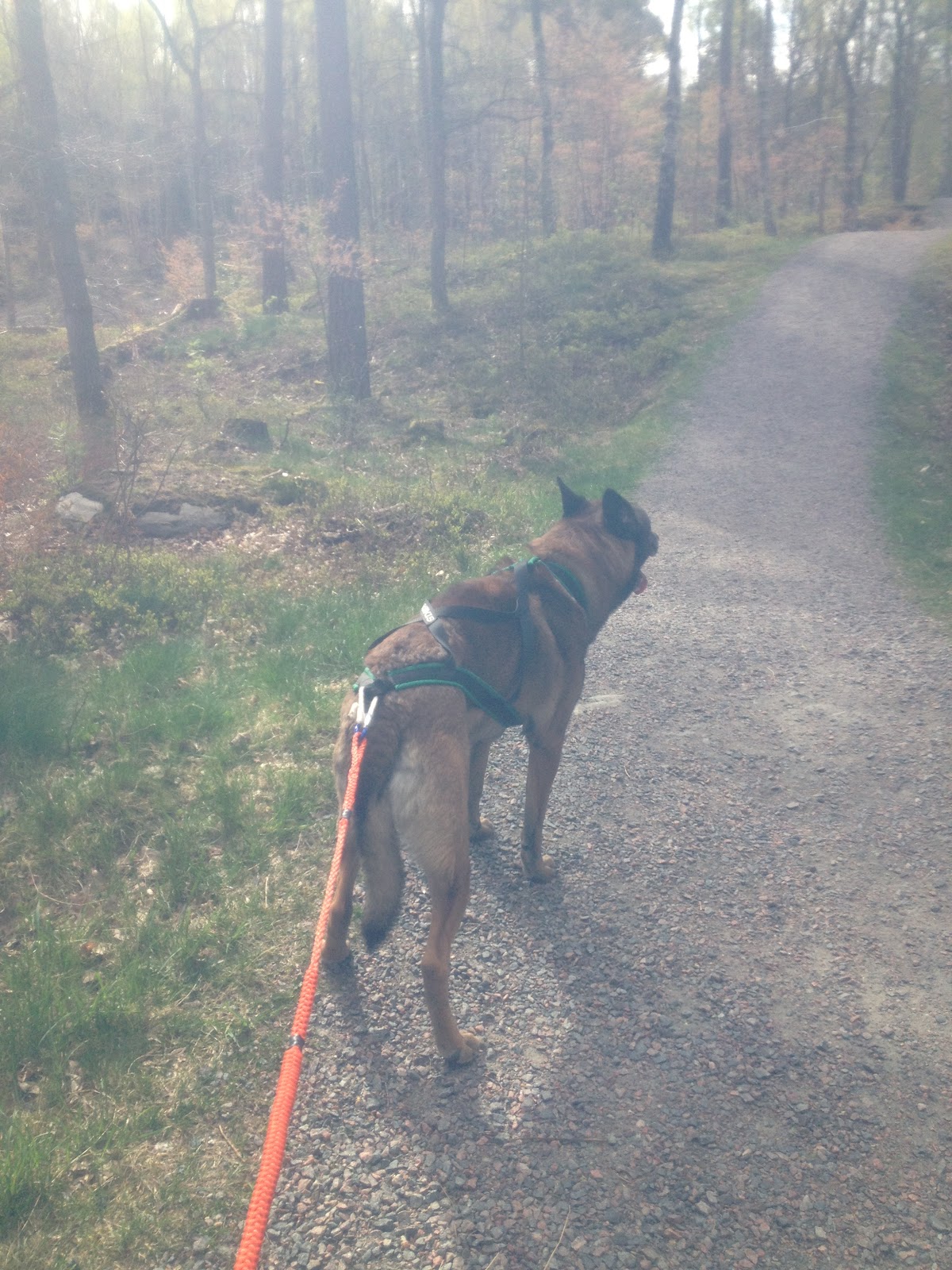 Just nu vill jag springa! Canicross springa med hund