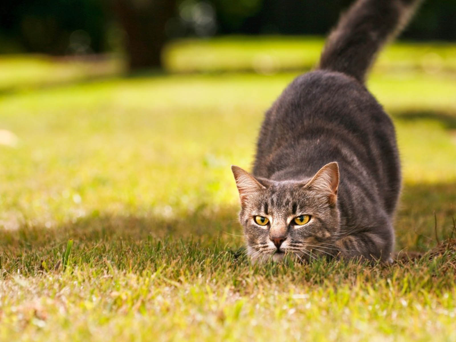 Cat Hunter Wallpapers Salon des Refusés