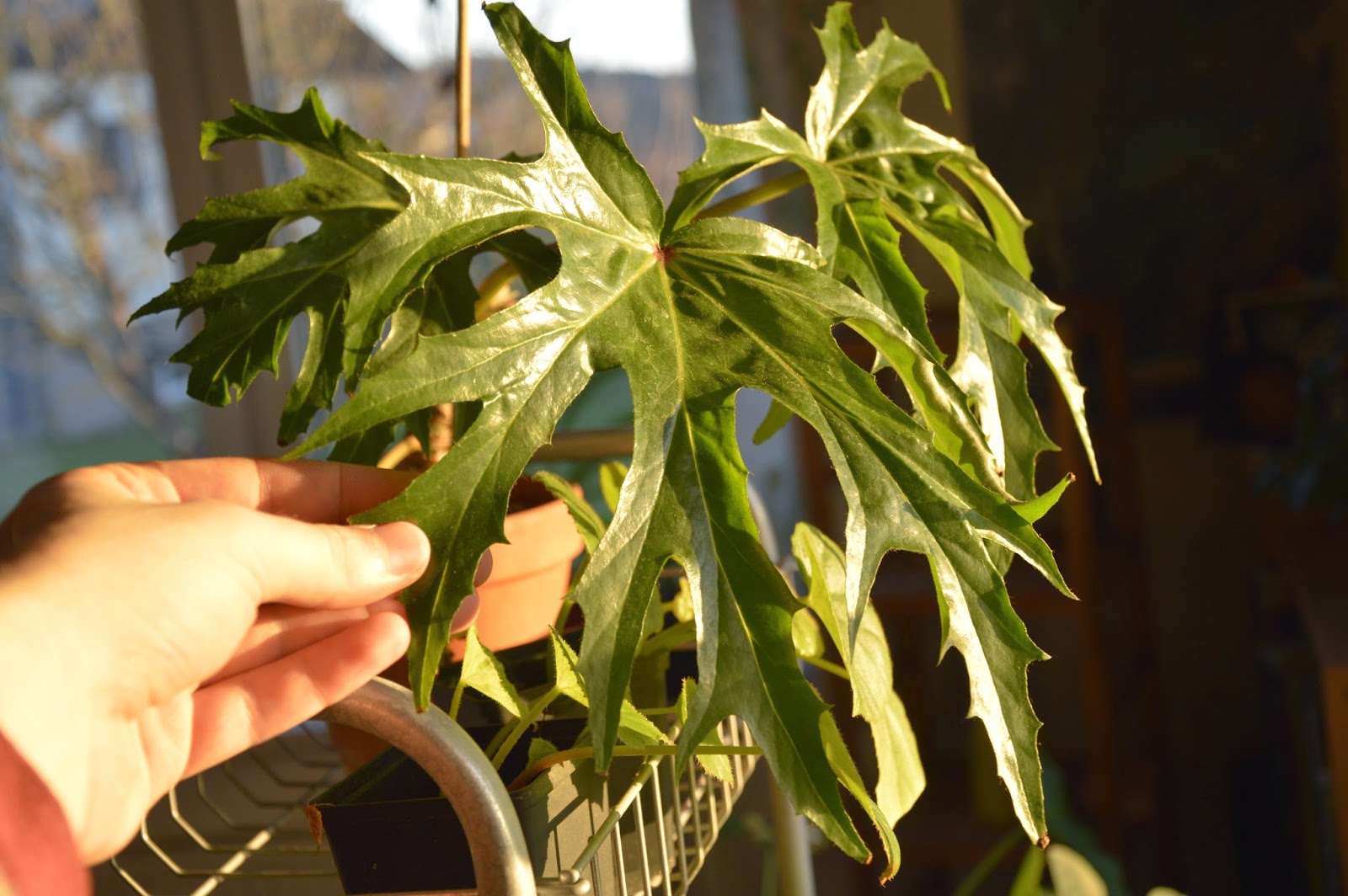 Botanische Raritäten Sammlung seltener Begonia species