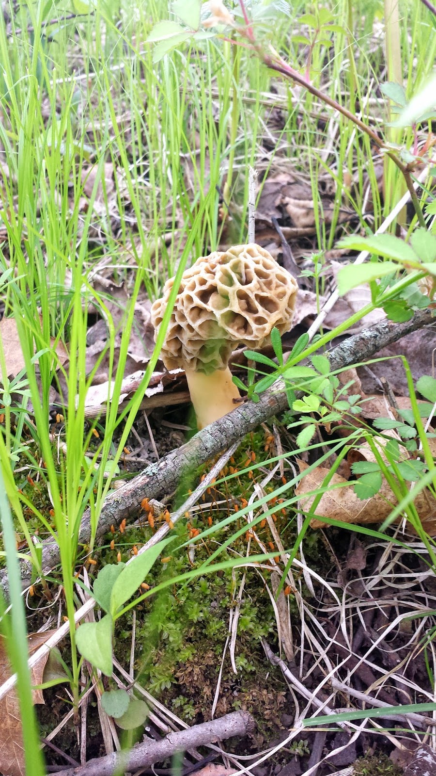 Big Rigs 'n Lil' Cookies Hunting Morels