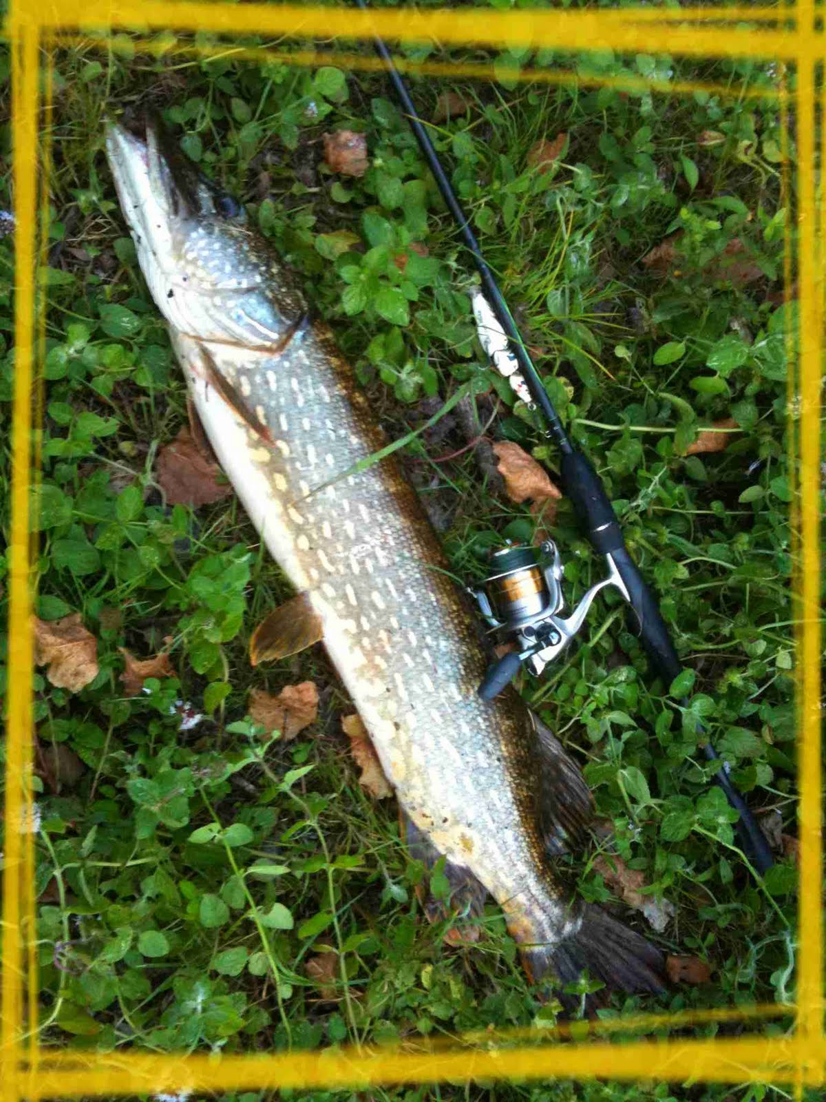 Dmfly Gros brochet...