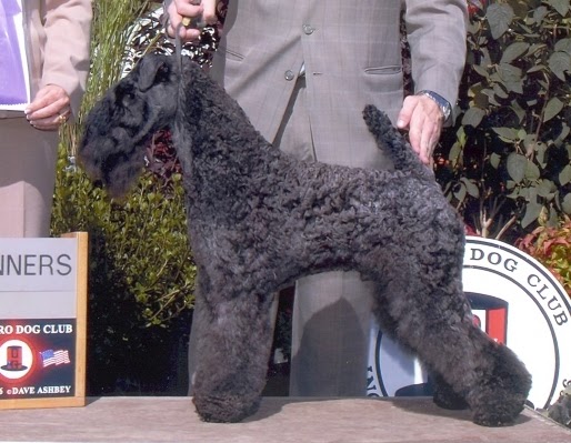 torum kerry blue terriers