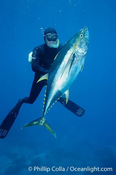 Fishing: tuna