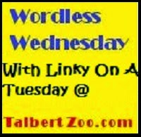  Wordless Wednesday Linky