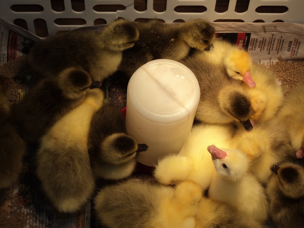 Mulberry Lane Farm: Baby, baby, do we have babies!