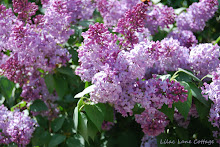 Oh The Sweet Scent Of Lilacs