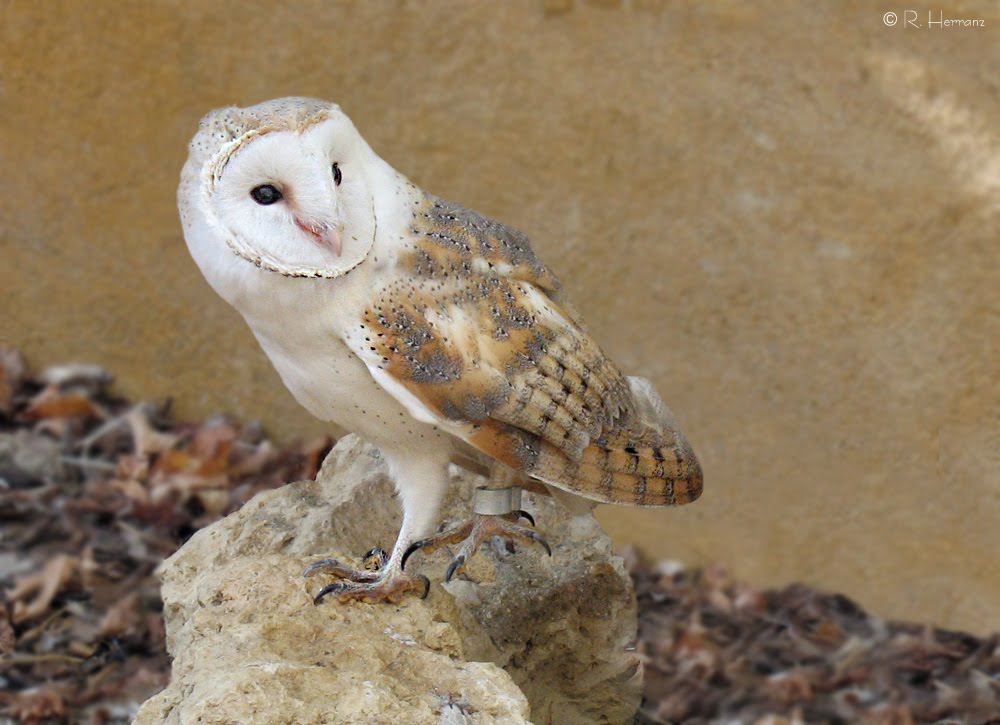 lechuza owl