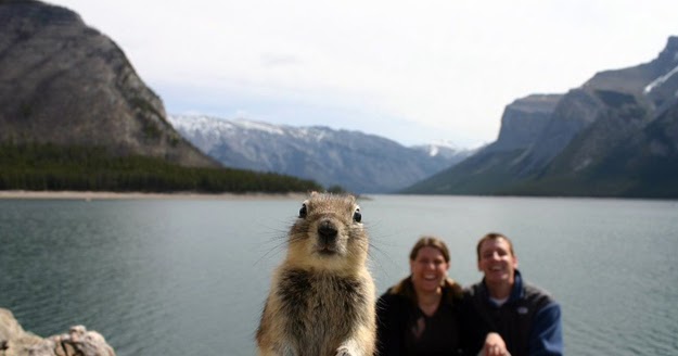 The Jungle Store: Pics Of The Week - Photobombing Animals