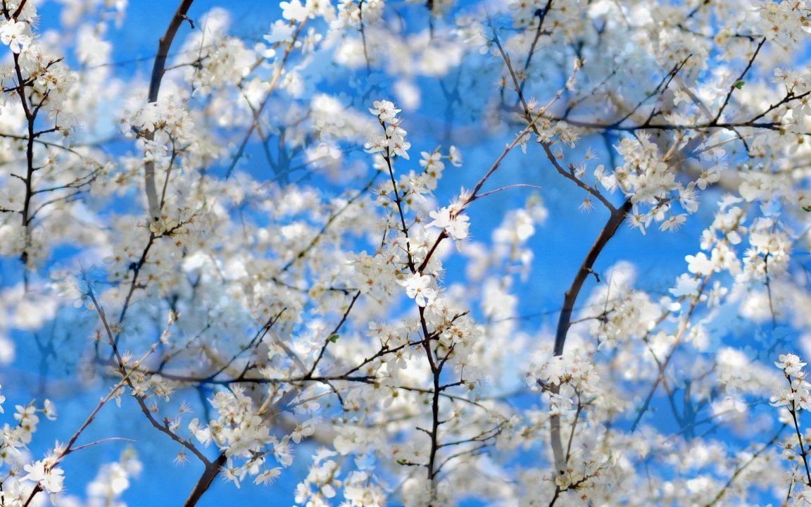 to wear - Flowers Spring tumblr video Looks - Flowers Spring tumblr video