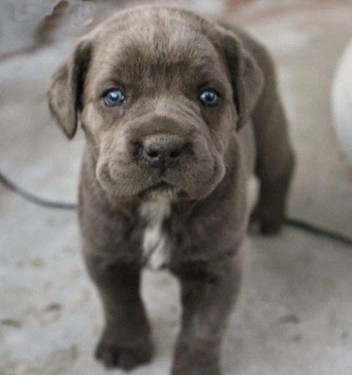  Top 5 Cutest Dog Breeds