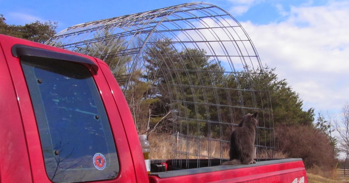 Ohiofarmgirl's Adventures In The Good Land How to transport 16' cattle