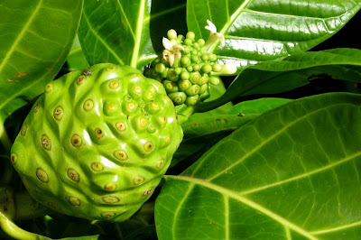 Benefits Of NONI (Morinda Citrifolia)