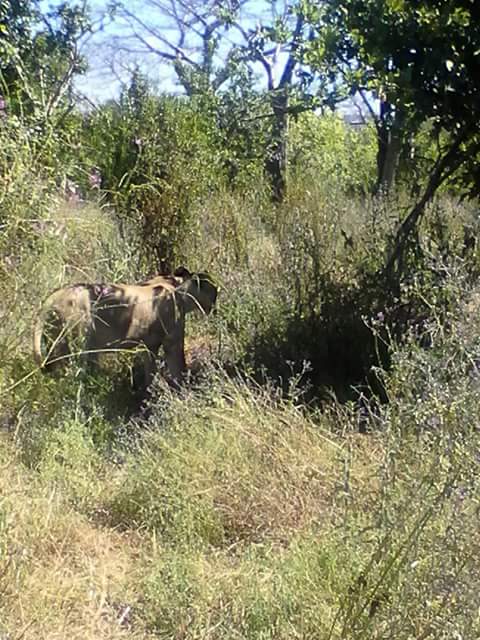 Game drive at Ruaha national park