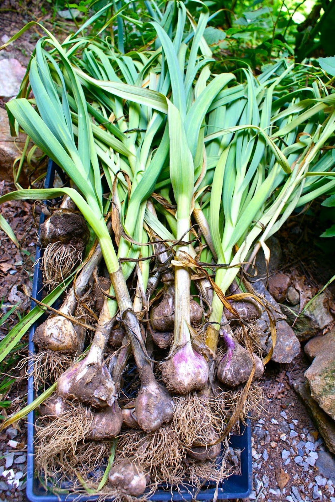 Grow In Peace Garlic Breath