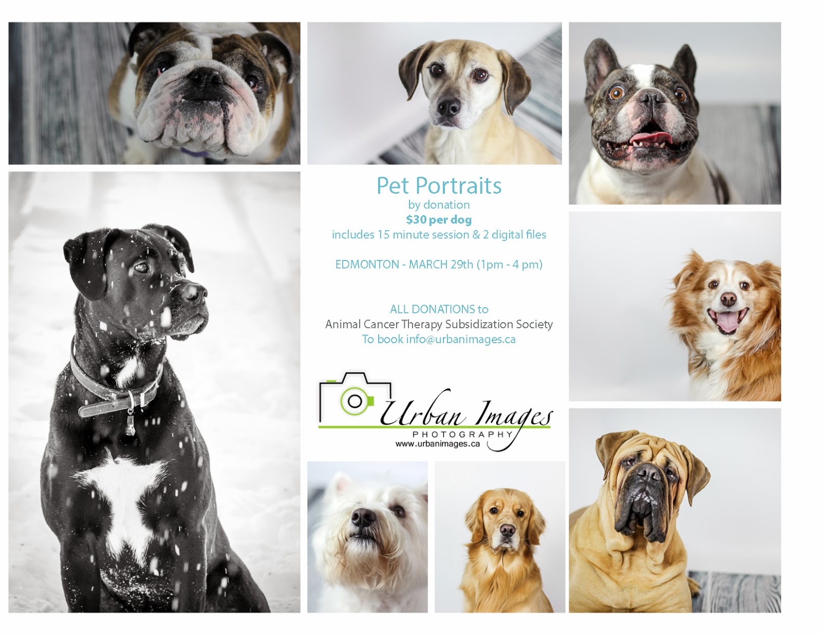 Urban Images Photography Pet Portrait Fundraiser