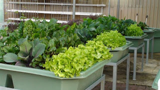 Growing Plants Faster With Aquaponics