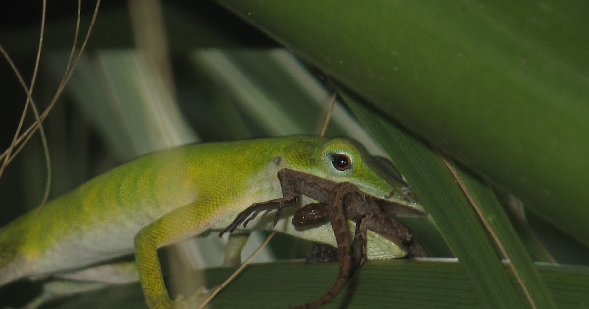 Tim's Fertile Turtles Anole eating anole!