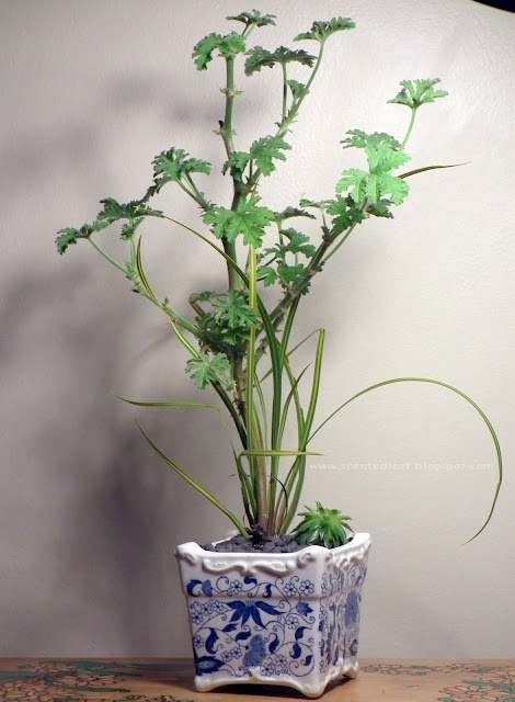 Pelargonium Capitatum, Drusaim, Attar of Roses pelargonium bonsai in square Japanese bonsai pot