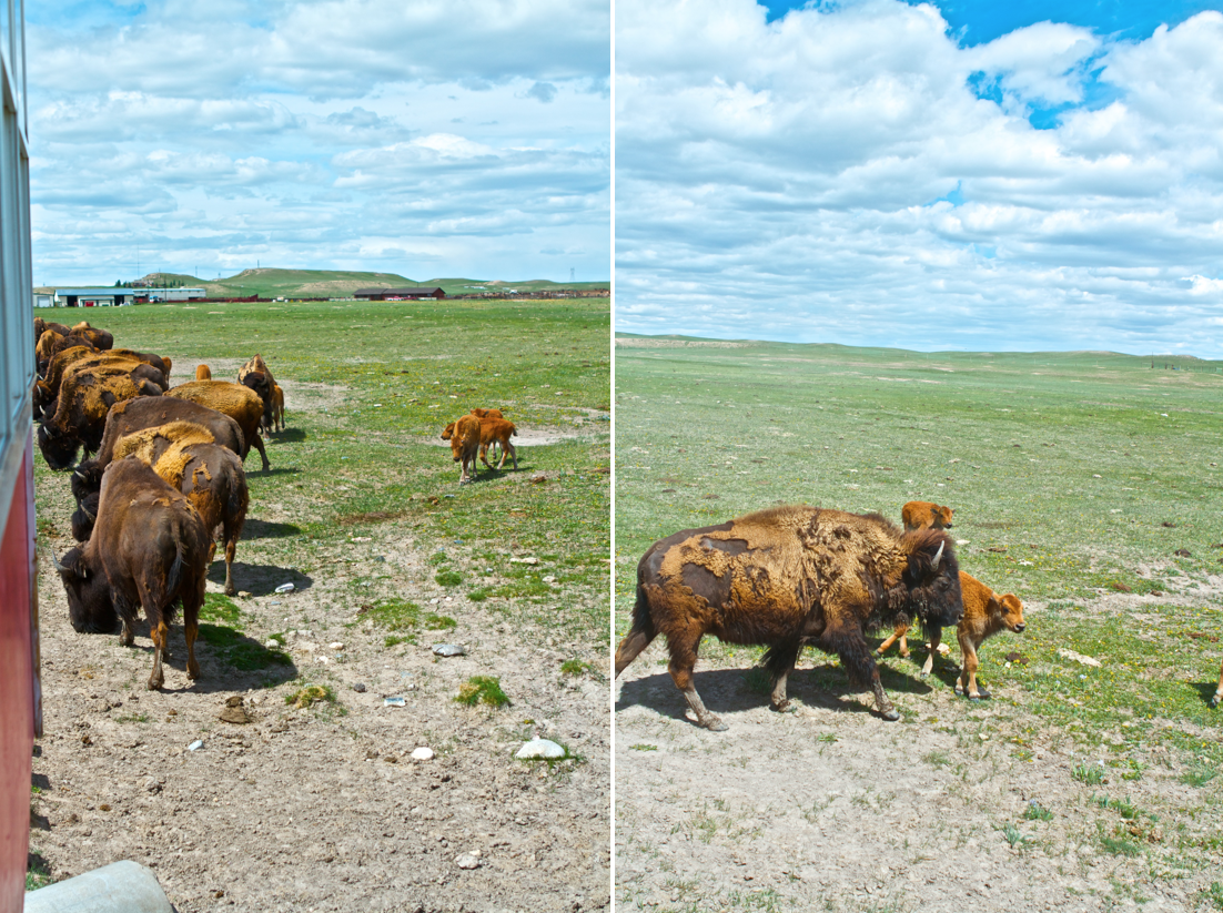 Love Laughter Leisure Terry Bison Ranch Cheyenne Wyoming