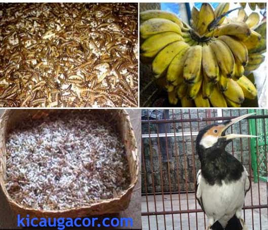 Pakan Jalak Suren Gacor Alami Buatan Serta Managementnya Burung Holic Tempatnya Para Pecinta Burung