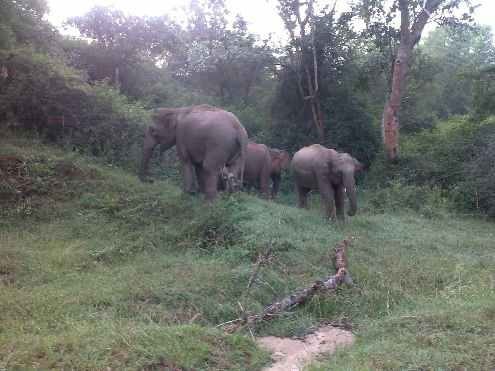 TOUR CORNER WAYANAD Wildlife Sanctuary