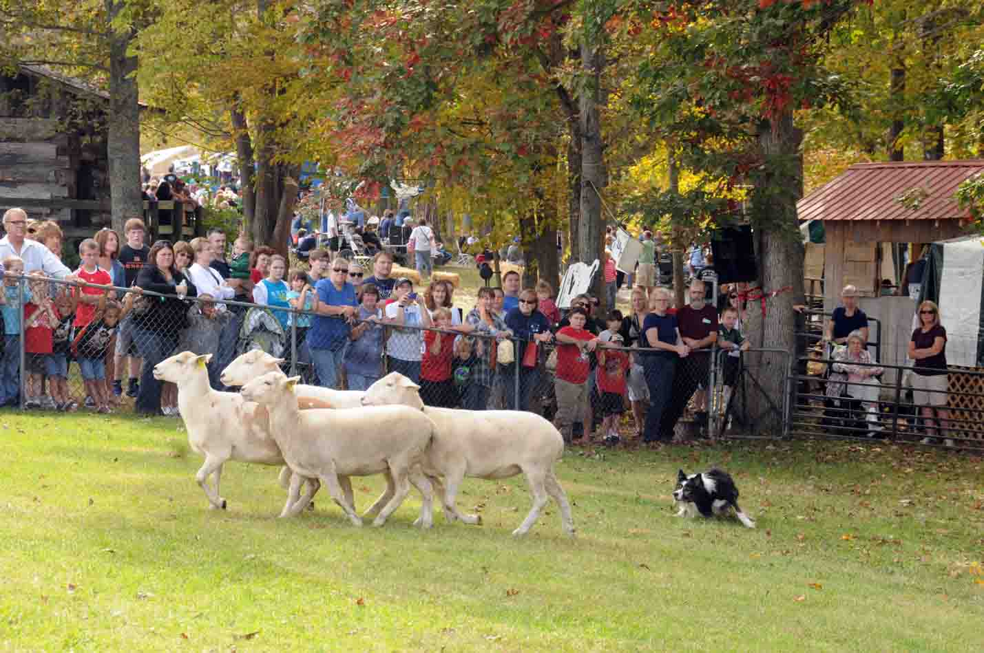 Ky Wool Festival Sheep and Wool Tent The Sheep Dog Demonstrations