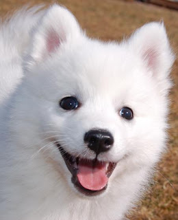 Finnish Spitz Puppy Image