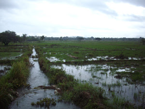 Paddy cultivation  in the fields near "SUJATHA LODGE"