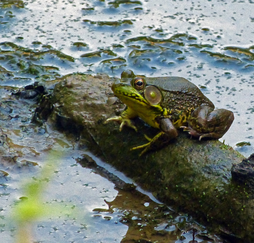 KY Natural Inquirer Hear the lovely song of the frog in yonder pond....