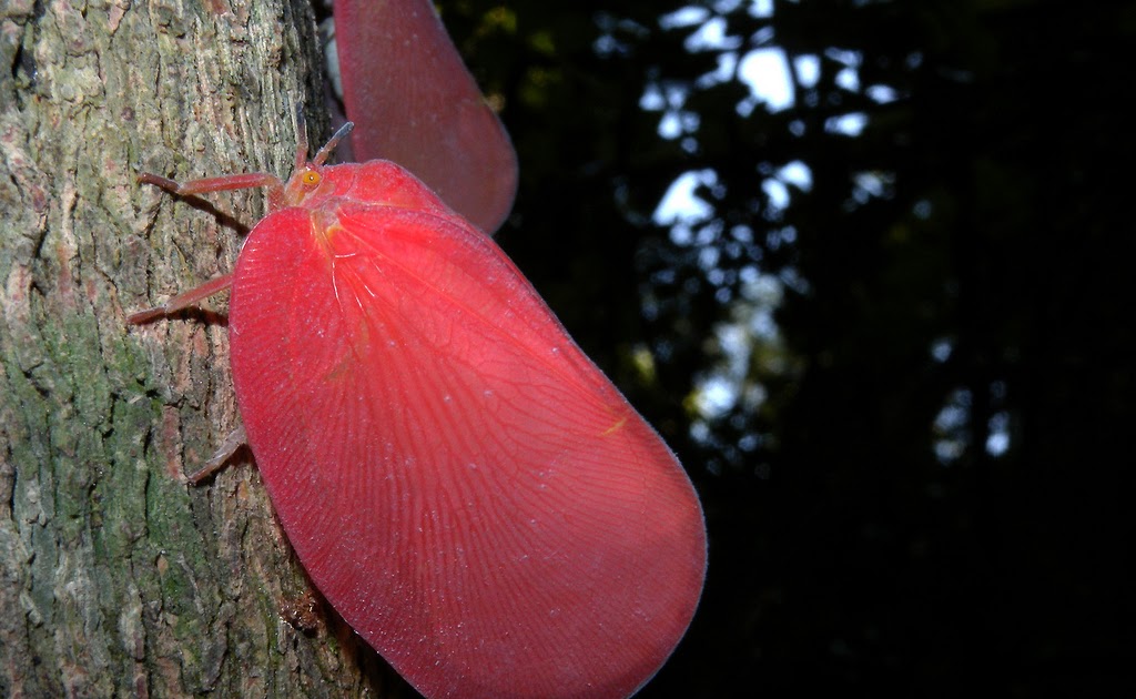 Real Monstrosities Flatid Leaf Bug, Phromnia rosea
