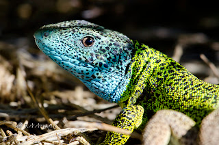 Lagarto verdinegro, Lacerta schreiberi, Iberian emerald lizard