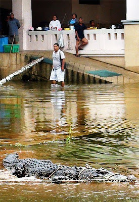 Crocodile+in+Nakhon.jpg