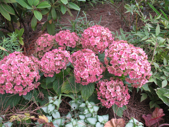 Roses Du Jardin Cheneland Taille Des Hydrangeas