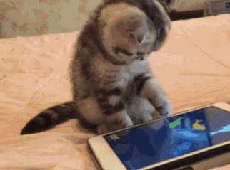 Funny cats - part 178, funny cat gif, cat gifs, best cat gif