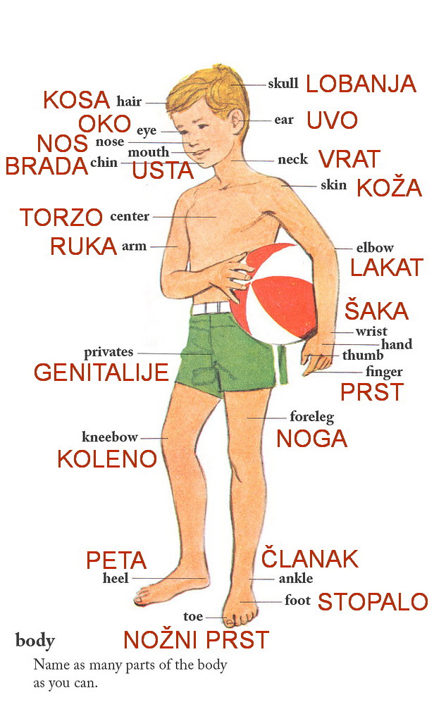 sentido part of the body picture